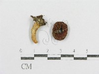 藏品(紅菇屬)的圖片