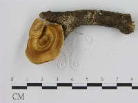 藏品(相鄰小孔菌)的圖片