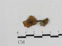 藏品(小菇屬)的圖片