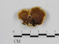 藏品(相鄰小孔菌)的圖片