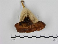 藏品(相鄰小孔菌)的圖片