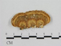 藏品(相鄰小孔菌)的圖片