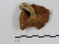 藏品(乳菇屬)的圖片