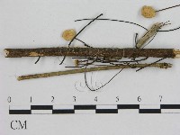 藏品(小皮傘屬)的圖片