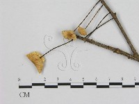 藏品(小皮傘屬)的圖片