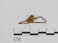 藏品(小菇屬)的圖片