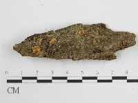 藏品(微皮傘屬)的圖片