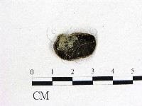 藏品(毛木耳)的圖片