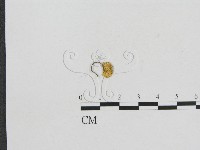 藏品(小菇屬)的圖片