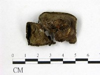 藏品(毛木耳)的圖片