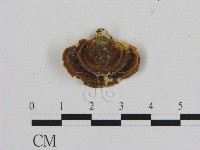 藏品(相鄰小孔菌)的圖片