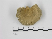 藏品(小孔菌屬)的圖片