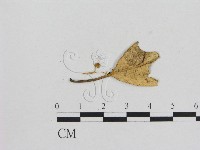 藏品(小菇屬)的圖片