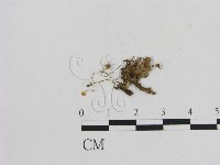 藏品(小菇屬)的圖片