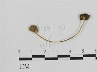 藏品(小菇屬)的圖片