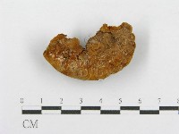 藏品(木層孔菌屬)的圖片