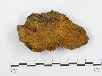 藏品(木層孔菌屬)的圖片