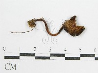 藏品(鬼傘屬)的圖片