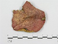 藏品(紅菇屬)的圖片