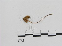 藏品(小菇屬)的圖片