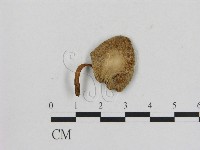 藏品(小菇屬)的圖片