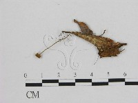 藏品(小皮傘屬)的圖片