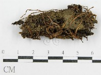 藏品(鬼傘屬)的圖片