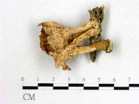 藏品(優雅波邊革菌)的圖片