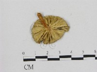 藏品(小菇屬)的圖片