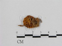 藏品(小皮傘屬)的圖片