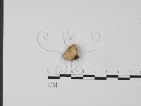 藏品(韌革菌屬)的圖片