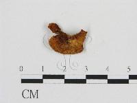 藏品(齒菌屬)的圖片