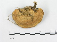 藏品(硬孔菌屬)的圖片