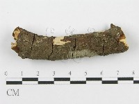 藏品(筍殼菌屬)的圖片