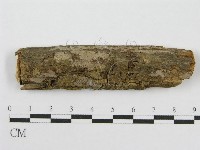 藏品(筍殼菌屬)的圖片