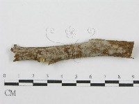 藏品(筍殼菌屬)的圖片