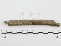 藏品(筍殼菌屬)的圖片