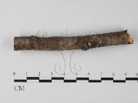 藏品(筍殼菌屬)的圖片