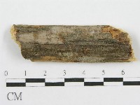 藏品(筍殼菌屬)的圖片