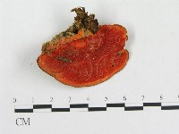 藏品(血紅密孔菌)的圖片