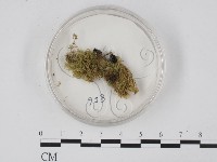 藏品()的圖片