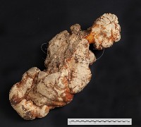 藏品(鬆芝)的圖片