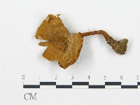 藏品(集毛菌屬)的圖片