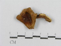 藏品()的圖片