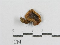 藏品(紅菇屬)的圖片