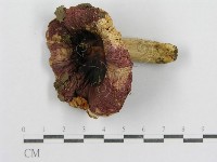 藏品(紅菇屬)的圖片