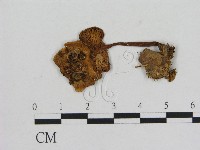 藏品(小菇屬)的圖片