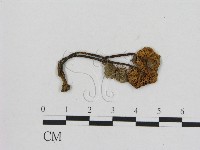 藏品(小菇屬)的圖片