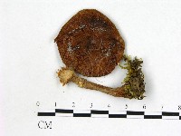 藏品(微皮傘屬)的圖片