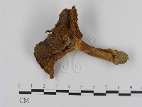 藏品(乳菇屬)的圖片